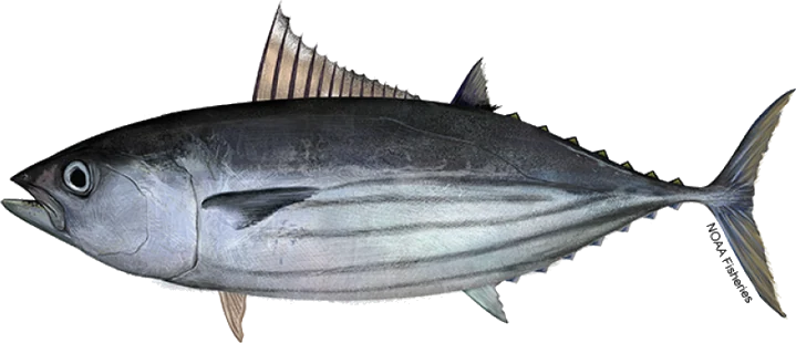 Skipjack Tuna