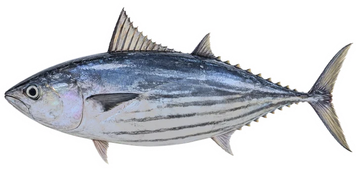 Studio photograph of a Skipjack Tuna (Katsuwonus pelamis), side view, on a white background