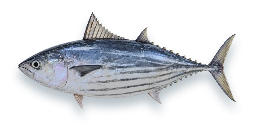 Studio photograph of a Skipjack Tuna (Katsuwonus pelamis), side view, on a white background