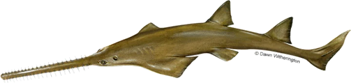 Smalltooth Sawfish