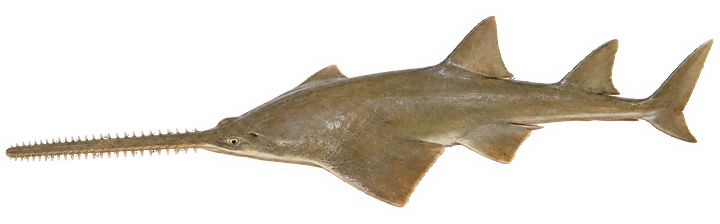 Studio photograph of a Smalltooth Sawfish (Pristis pectinata), seen from above, on a white background