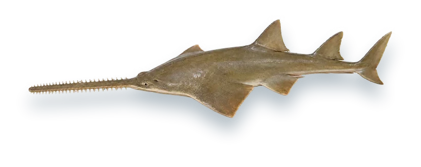Studio photograph of a Smalltooth Sawfish (Pristis pectinata), seen from above, on a white background