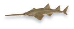 Studio photograph of a Smalltooth Sawfish (Pristis pectinata), seen from above, on a white background