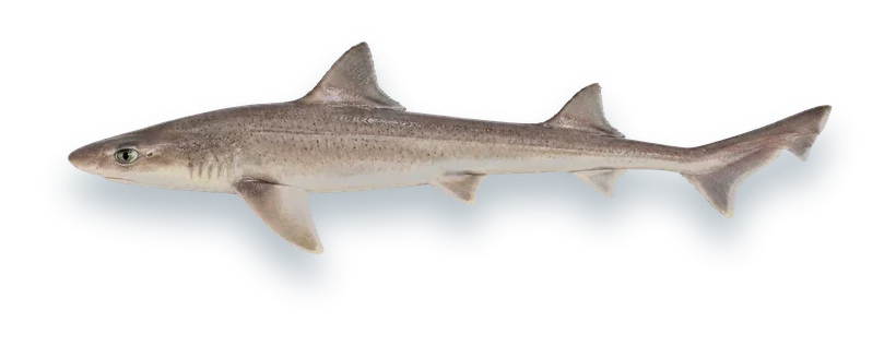 Studio photograph of a Smooth Dogfish (Mustelus canis), side view, on a white background