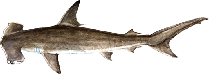 Smooth Hammerhead