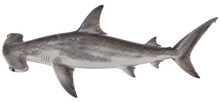 Studio photograph of a Smooth Hammerhead (Sphyrna zygaena), side view, on a white background