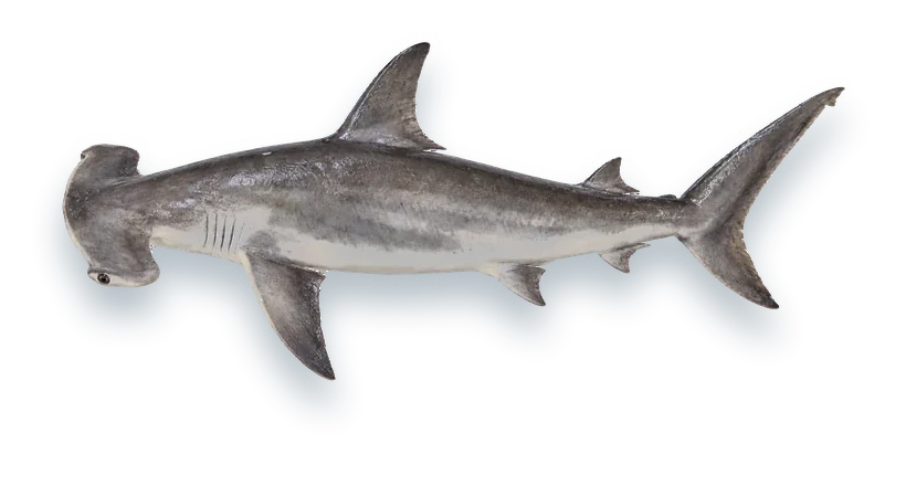 Studio photograph of a Smooth Hammerhead (Sphyrna zygaena), side view, on a white background