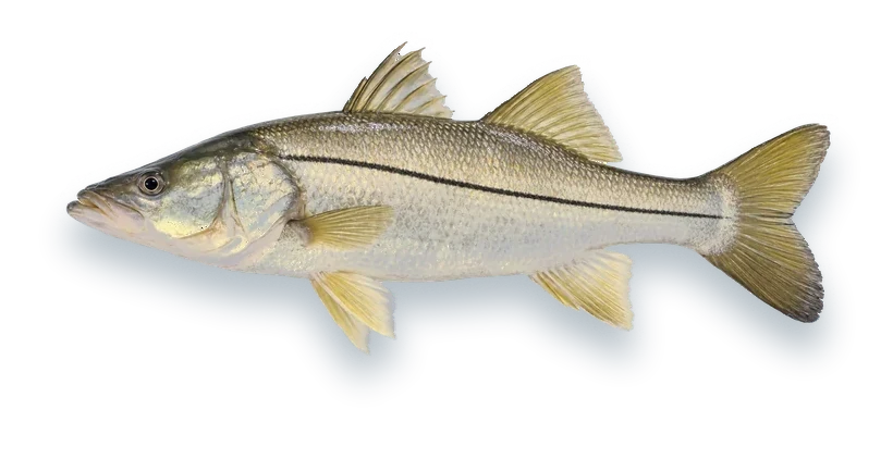 Studio photograph of a Common Snook (Centropomus undecimalis), side view, on a white background