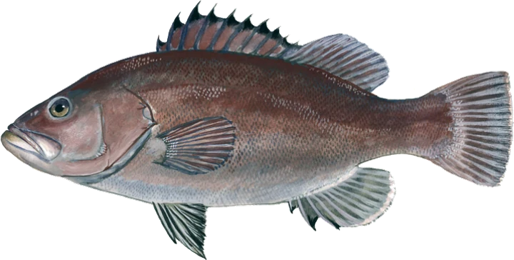 Snowy Grouper