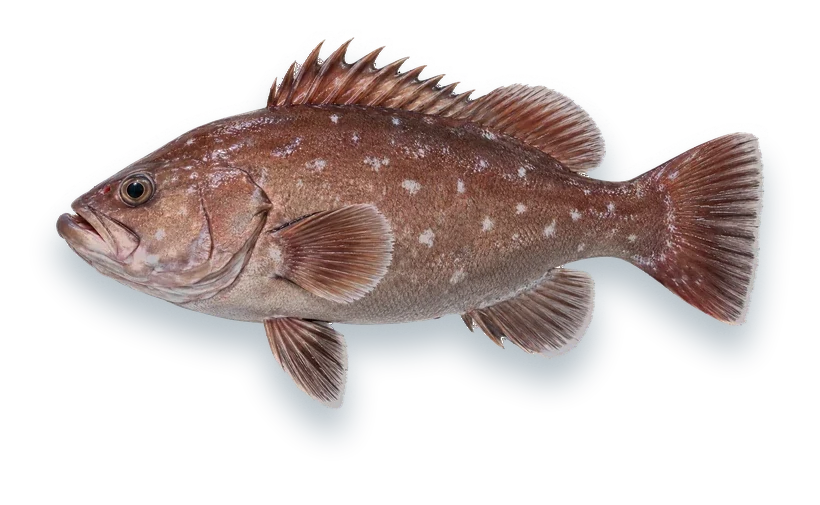 Studio photograph of a Snowy Grouper (Hyporthodus niveatus), side view, on a white background