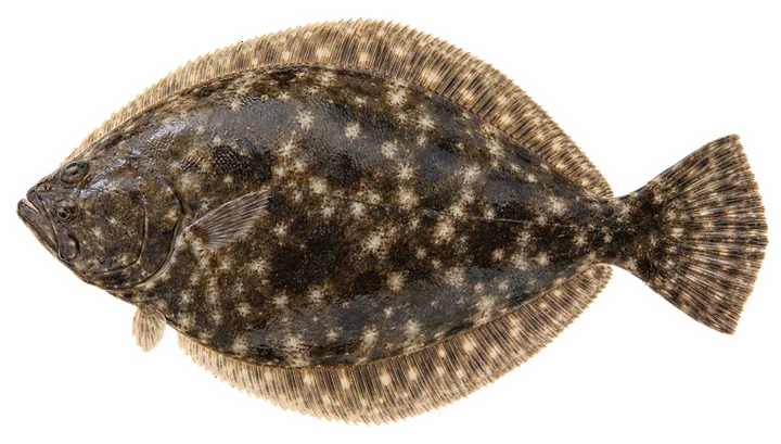 Studio photograph of a Southern Flounder (Paralichthys lethostigma), seen from above, on a white background