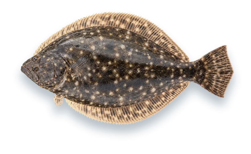 Studio photograph of a Southern Flounder (Paralichthys lethostigma), seen from above, on a white background