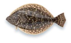Studio photograph of a Southern Flounder (Paralichthys lethostigma), seen from above, on a white background