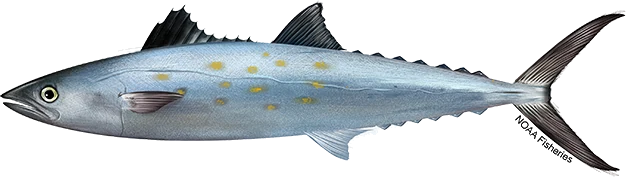 Spanish Mackerel