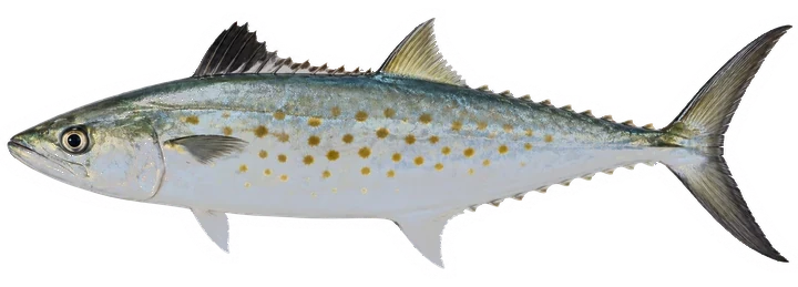 Studio photograph of a Spanish Mackerel (Scomberomorus maculatus), side view, on a white background