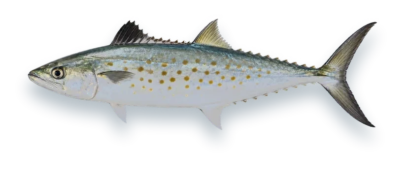 Studio photograph of a Spanish Mackerel (Scomberomorus maculatus), side view, on a white background