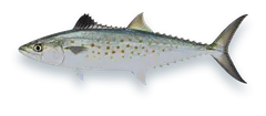 Studio photograph of a Spanish Mackerel (Scomberomorus maculatus), side view, on a white background