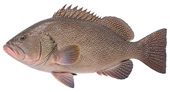 Studio photograph of a Speckled Hind (Hyporthodus drummondhayi), side view, on a white background
