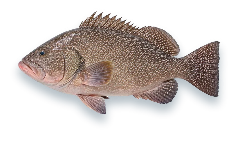Studio photograph of a Speckled Hind (Hyporthodus drummondhayi), side view, on a white background
