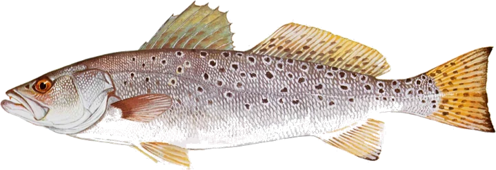 Spotted Seatrout