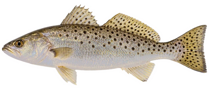Studio photograph of a Spotted Seatrout (Cynoscion nebulosus), side view, on a white background