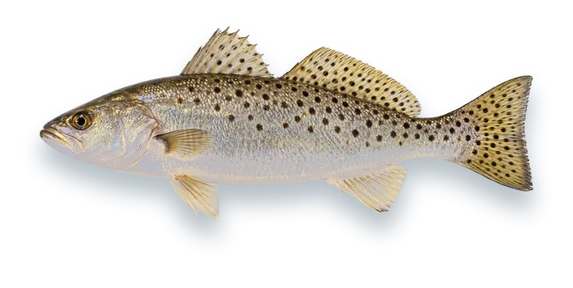 Studio photograph of a Spotted Seatrout (Cynoscion nebulosus), side view, on a white background