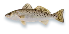 Studio photograph of a Spotted Seatrout (Cynoscion nebulosus), side view, on a white background