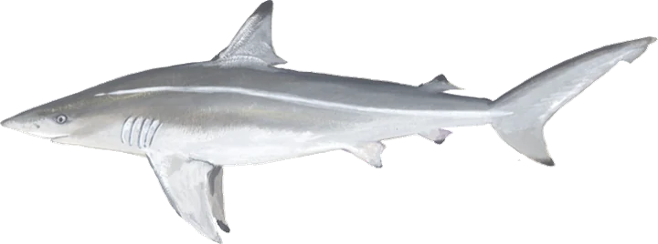 Spinner Shark
