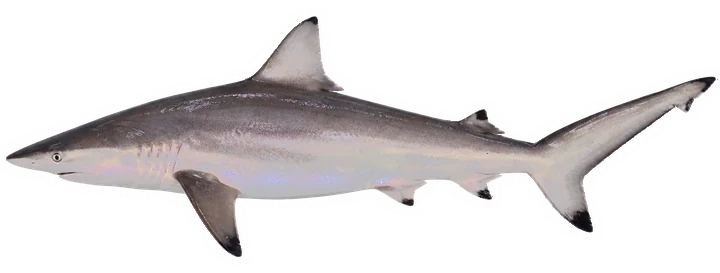 Studio photograph of a Spinner Shark (Carcharhinus brevipinna), side view, on a white background