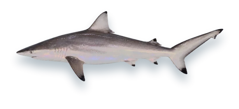 Studio photograph of a Spinner Shark (Carcharhinus brevipinna), side view, on a white background