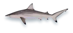 Studio photograph of a Spinner Shark (Carcharhinus brevipinna), side view, on a white background