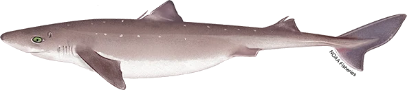 Spiny Dogfish