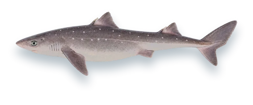 Studio photograph of a Spiny Dogfish (Squalus acanthias), side view, on a white background