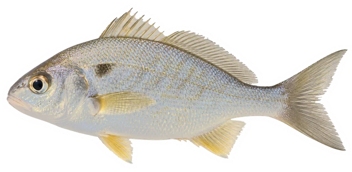 Studio photograph of a Spot (Leiostomus xanthurus), side view, on a white background