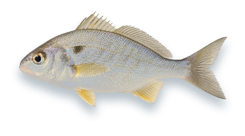 Studio photograph of a Spot (Leiostomus xanthurus), side view, on a white background