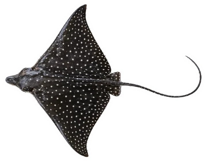 Studio photograph of a Spotted Eagle Ray (Aetobatus narinari), seen from above, on a white background