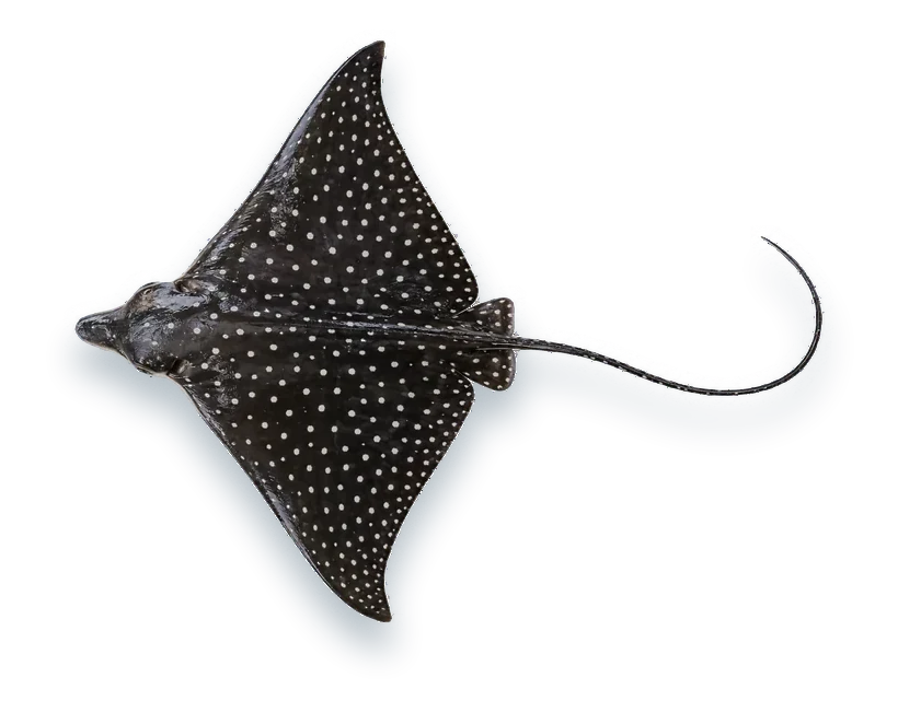 Studio photograph of a Spotted Eagle Ray (Aetobatus narinari), seen from above, on a white background