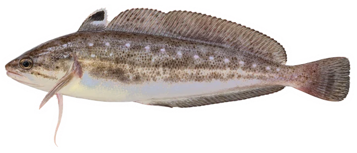 Studio photograph of a Spotted Hake (Urophycis regia), side view, on a white background