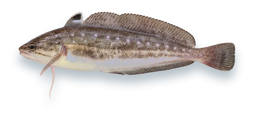 Studio photograph of a Spotted Hake (Urophycis regia), side view, on a white background