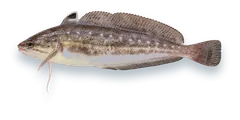 Studio photograph of a Spotted Hake (Urophycis regia), side view, on a white background