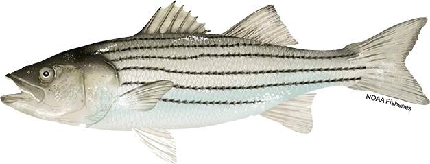 Striped Bass