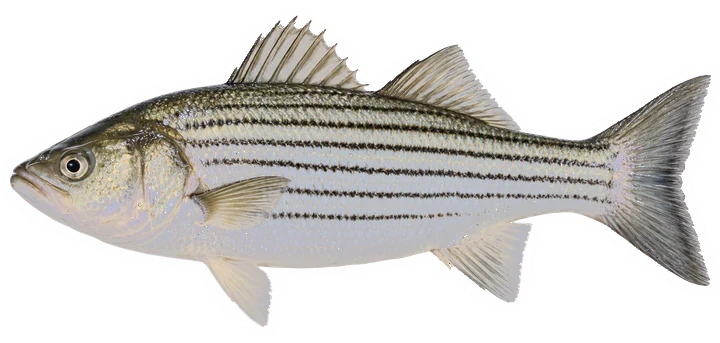 Studio photograph of a Striped Bass (Morone saxatilis), side view, on a white background