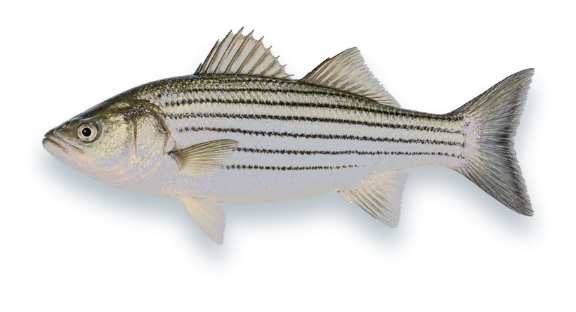 Studio photograph of a Striped Bass (Morone saxatilis), side view, on a white background