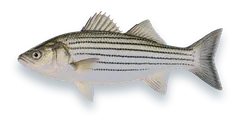 Studio photograph of a Striped Bass (Morone saxatilis), side view, on a white background