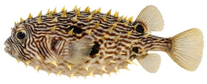 Studio photograph of a Striped Burrfish (Chilomycterus schoepfii), side view, on a white background