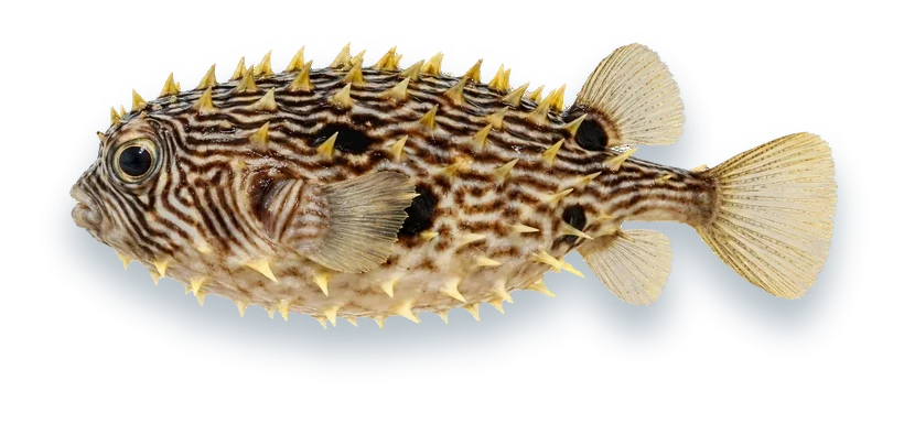 Studio photograph of a Striped Burrfish (Chilomycterus schoepfii), side view, on a white background
