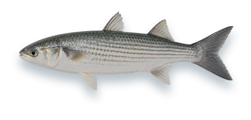 Studio photograph of a Striped Mullet (Mugil cephalus), side view, on a white background