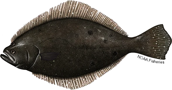 Summer Flounder