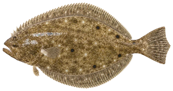 Studio photograph of a Summer Flounder (Paralichthys dentatus), seen from above, on a white background