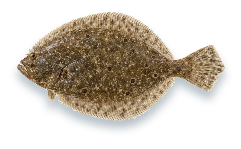 Studio photograph of a Summer Flounder (Paralichthys dentatus), seen from above, on a white background
